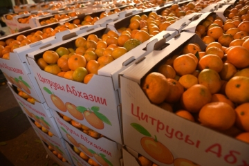 24 639 890 KG OF CITRUS FRUITS EXPORTED FROM ABKHAZIA TO RUSSIA